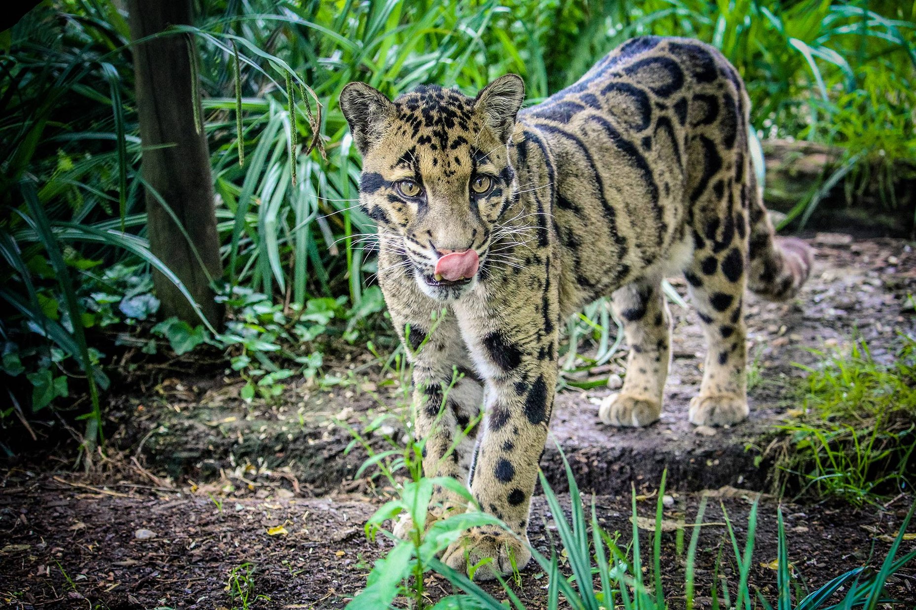 clouded-leopard-endangered-how-many-clouded-leopards-are-left